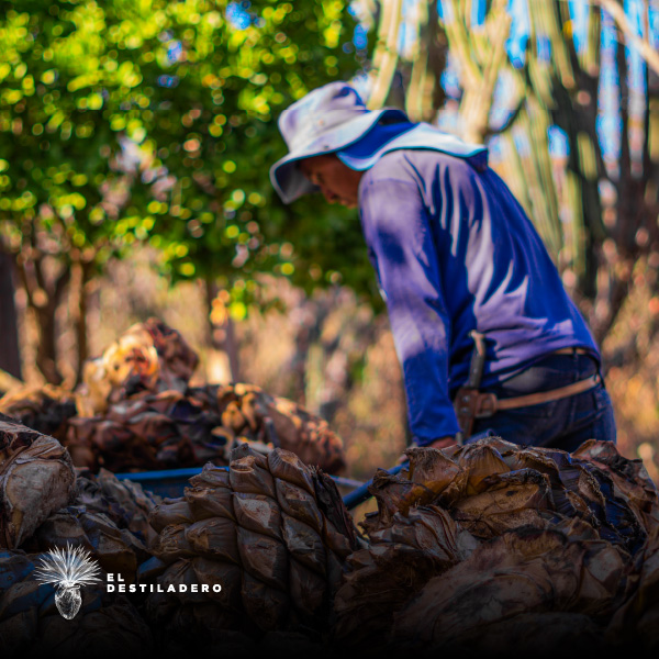 Manejo del maguey cocido
