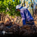 Manejo del maguey cocido