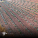 Cultivo de maguey