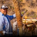 Corte de maguey tobasiche silvestre