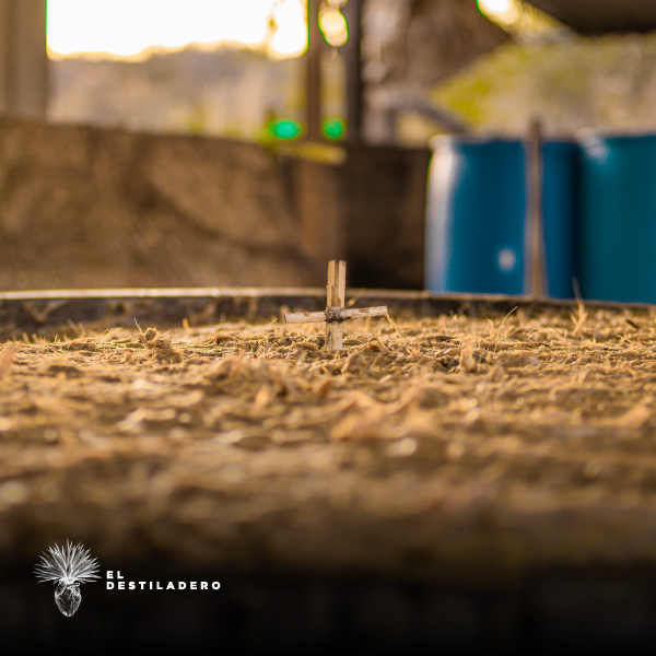 Maguey en el proceso de fermentación