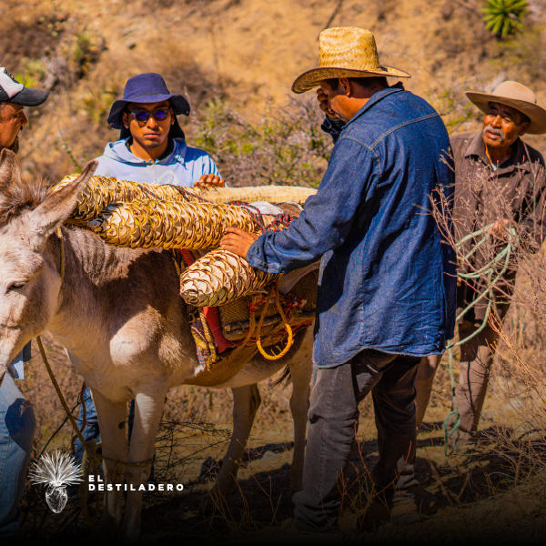 Transportando maguey tobasiche