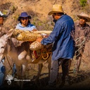 Transportando maguey tobasiche