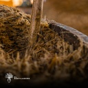 Durante el proceso de fermentación