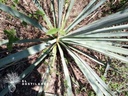 Maguey silvestre