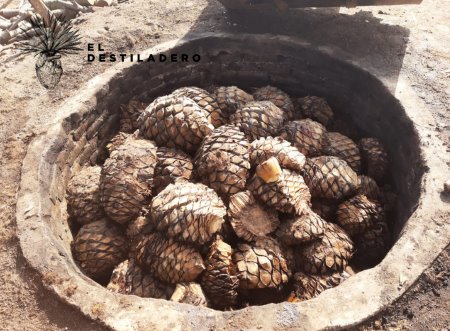 Maguey en el horno de pozo