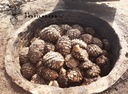 Maguey en el horno de pozo